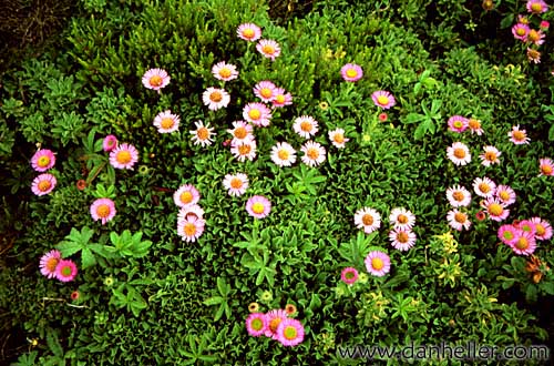 pink-flowers.jpg