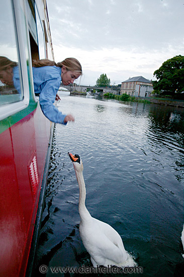 athlone-swan-1.jpg