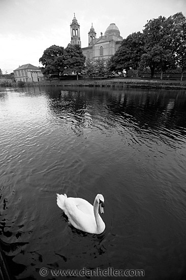 athlone-swan-2.jpg