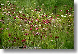 images/Europe/Ireland/Shannon/Athlone/wildflowers-1.jpg