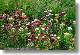 images/Europe/Ireland/Shannon/Athlone/wildflowers-2.jpg