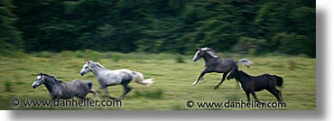 images/Europe/Ireland/Shannon/Horses/horses-01.jpg