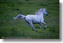 images/Europe/Ireland/Shannon/Horses/horses-02.jpg