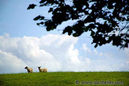 sheep-on-hill.jpg