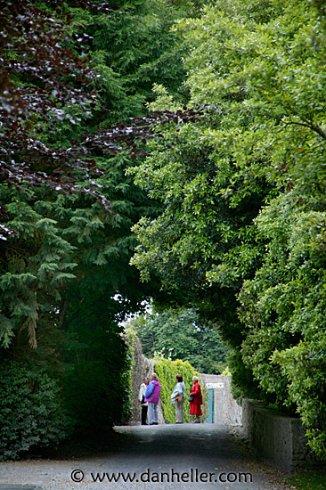 tree-tunnel-1.jpg