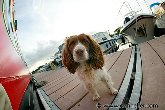 spaniel-1.jpg