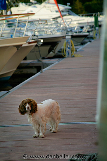 spaniel-4.jpg