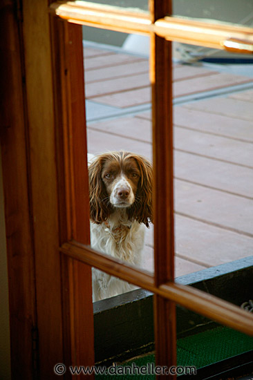 spaniel-5.jpg