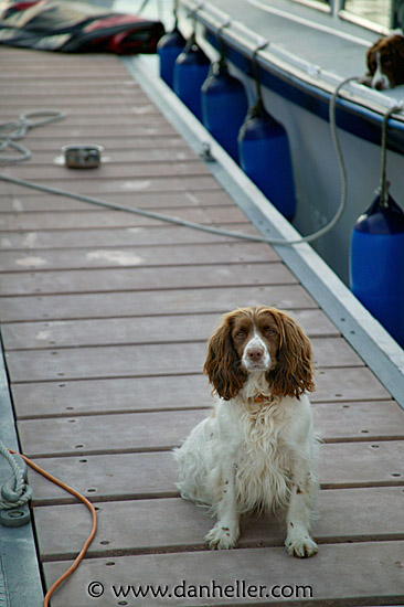 spaniel-7.jpg