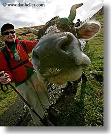 images/Europe/Italy/Dolomites/Animals/Cows/ann-n-cow-2.jpg