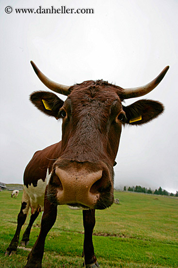 cow-heads-09.jpg