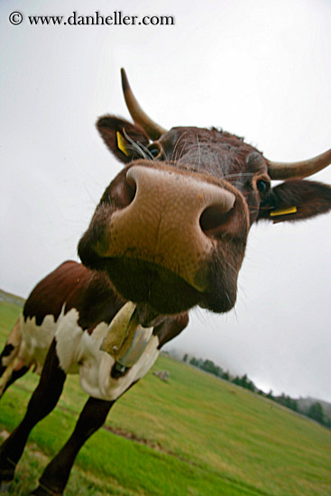 cow-heads-11.jpg