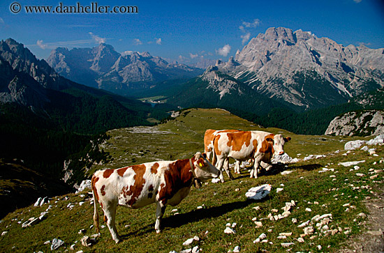 dolomite-cows-1.jpg