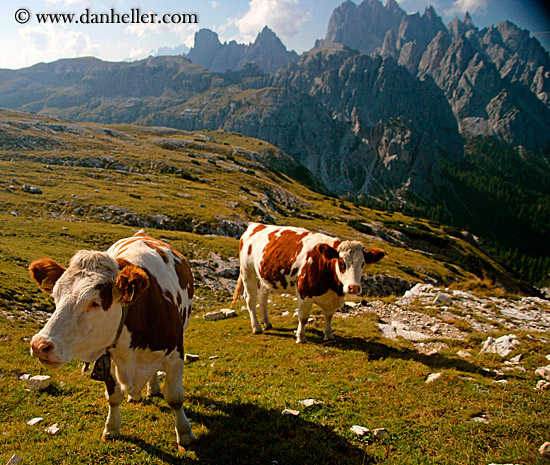 dolomite-cows-3.jpg