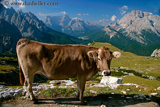 dolomite-cows-4.jpg