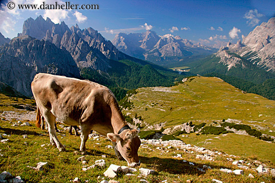 dolomite-cows-5.jpg