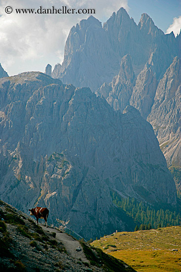 dolomite-cows-7.jpg