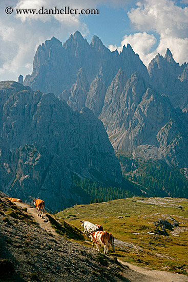 dolomite-cows-8.jpg