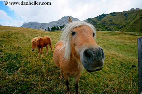 blond-pony-2.jpg