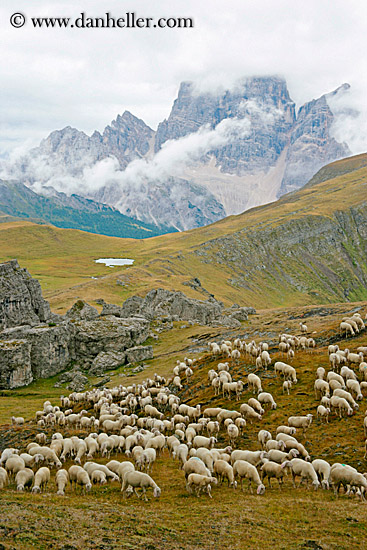 tofane-sheep-3.jpg