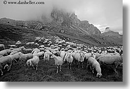 images/Europe/Italy/Dolomites/Animals/Sheep/tofane-sheep-6.jpg