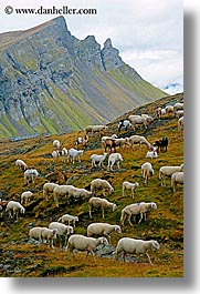 images/Europe/Italy/Dolomites/Animals/Sheep/tofane-sheep-8.jpg