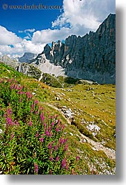 images/Europe/Italy/Dolomites/Civetta/civetta-flowers-3.jpg