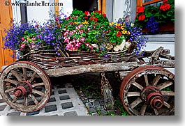 images/Europe/Italy/Dolomites/Flowers/moseralm-flower_cart-3.jpg
