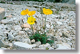 images/Europe/Italy/Dolomites/Flowers/mountain-poppies-1.jpg