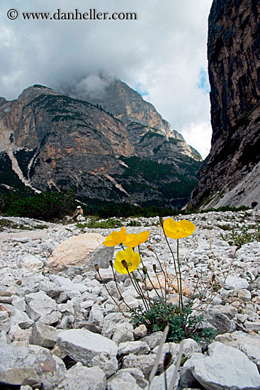 mountain-poppies-2.jpg