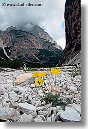 images/Europe/Italy/Dolomites/Flowers/mountain-poppies-2.jpg