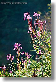 images/Europe/Italy/Dolomites/Flowers/purple-flowers-1.jpg
