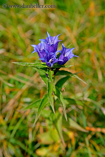 spikey-purple-flowers-1.jpg