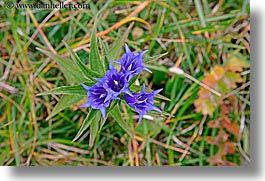 images/Europe/Italy/Dolomites/Flowers/spikey-purple-flowers-2.jpg