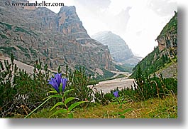 images/Europe/Italy/Dolomites/Flowers/spikey-purple-flowers-3.jpg