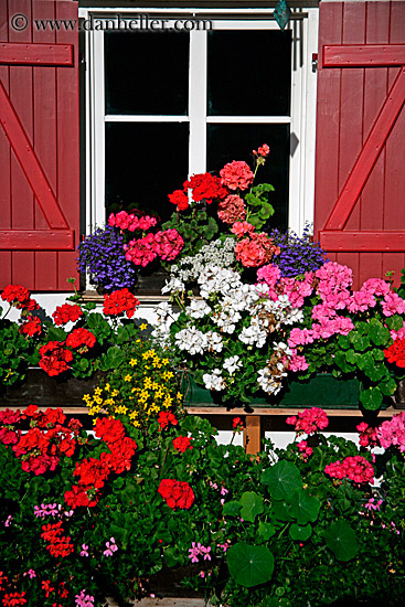 window-flowers-01.jpg