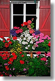 images/Europe/Italy/Dolomites/Flowers/window-flowers-01.jpg