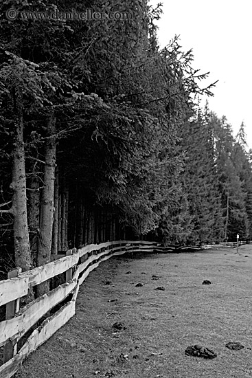 fence-n-tress-bw.jpg