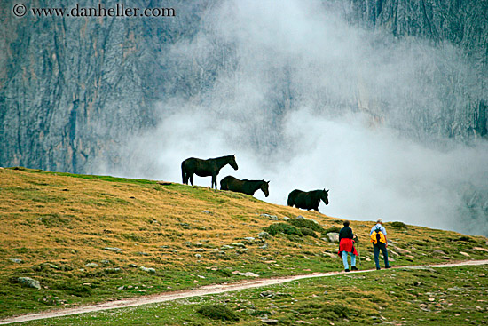 rasciesa-horses-in-fog-03.jpg