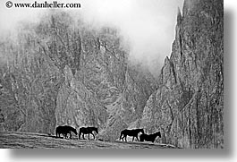images/Europe/Italy/Dolomites/RasciesaMassif/rasciesa-horses-in-fog-10.jpg