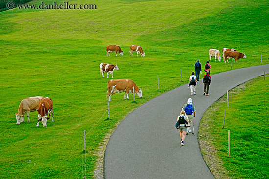 hikers-n-cows-1.jpg