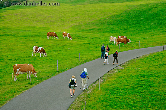 hikers-n-cows-2.jpg