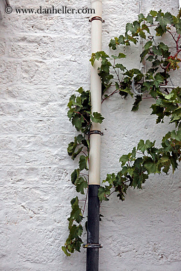 green-ivy-n-white-pipe.jpg