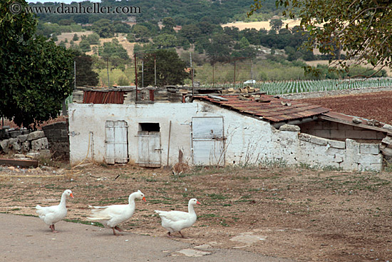 three-white-geese.jpg