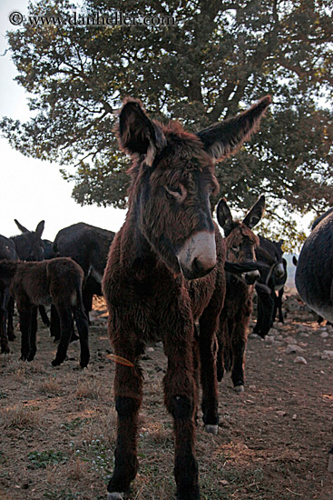 baby-donkeys-2.jpg