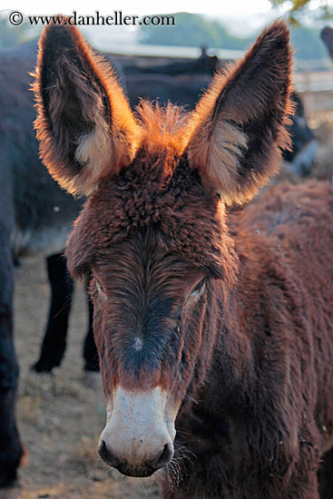 baby-donkeys-3.jpg