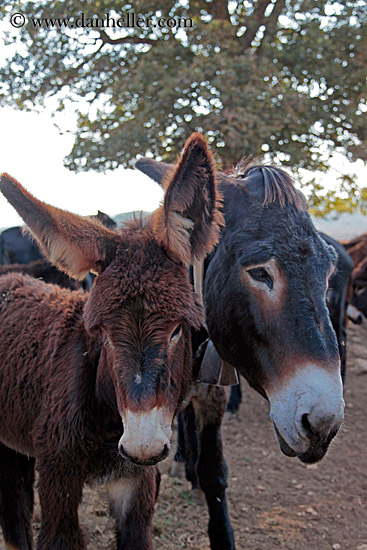 baby-donkeys-6.jpg