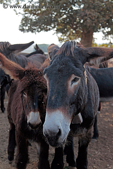 baby-donkeys-7.jpg