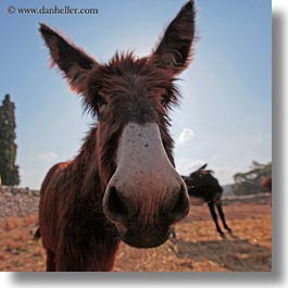 images/Europe/Italy/Puglia/Alberobello/MuleFarm/big-donkey-nose-2.jpg