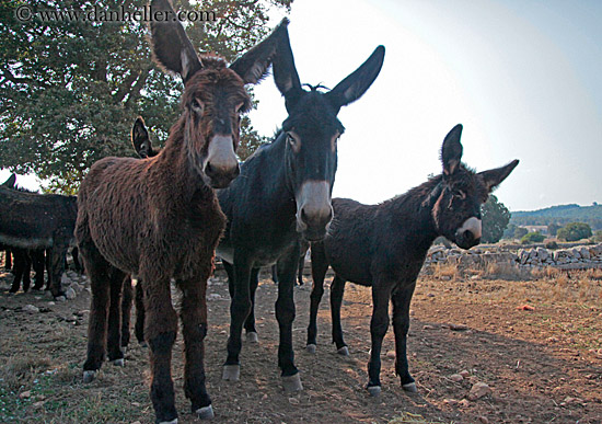 donkeys-1.jpg